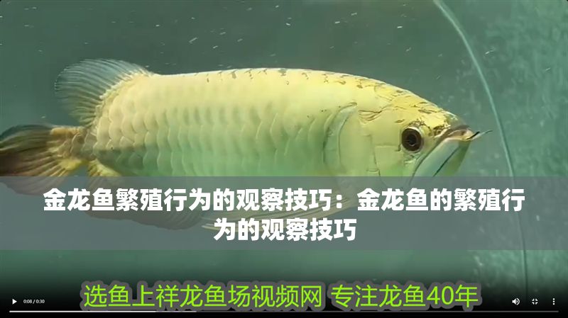 金龍魚繁殖行為的觀察技巧：金龍魚的繁殖行為的觀察技巧 金龍魚繁殖行為的觀察技巧：金龍魚的繁殖行為的觀察技巧 金龍魚百科 第2張