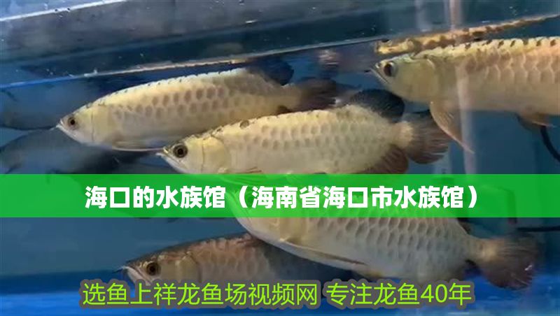 海口的水族館（海南省海口市水族館）