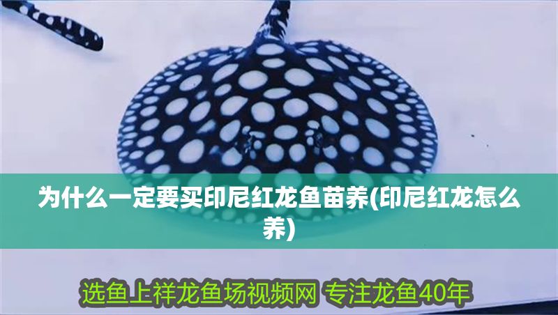 為什么一定要買印尼紅龍魚苗養(印尼紅龍怎么養)
