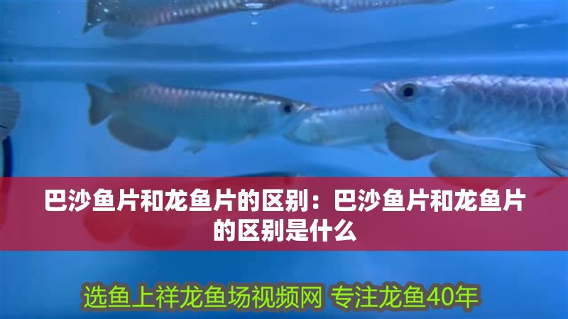 巴沙魚片和龍魚片的區(qū)別：巴沙魚片和龍魚片的區(qū)別是什么
