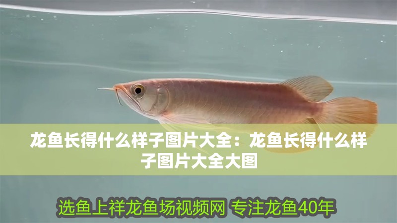 龍魚長得什么樣子圖片大全：龍魚長得什么樣子圖片大全大圖