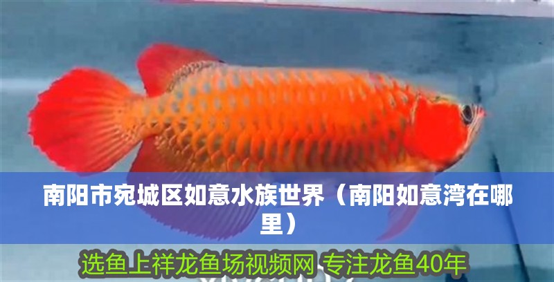 南陽市宛城區(qū)如意水族世界（南陽如意灣在哪里）