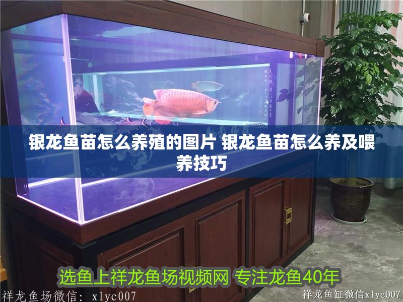 銀龍魚(yú)苗怎么養(yǎng)殖的圖片 銀龍魚(yú)苗怎么養(yǎng)及喂養(yǎng)技巧