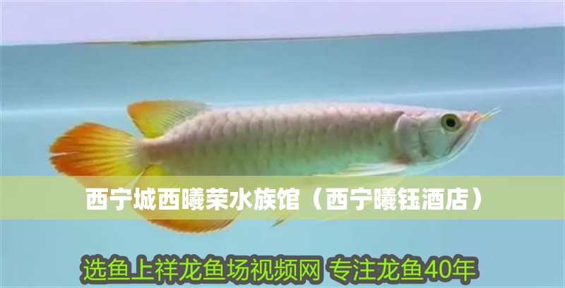 西寧城西曦榮水族館（西寧曦鈺酒店）