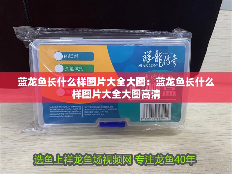 藍龍魚長什么樣圖片大全大圖：藍龍魚長什么樣圖片大全大圖高清