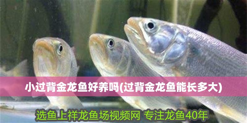 小過背金龍魚好養嗎(過背金龍魚能長多大)