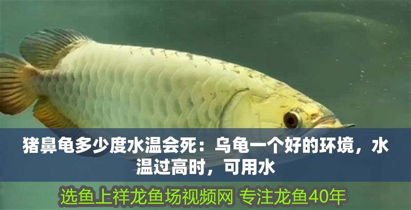 豬鼻龜多少度水溫會死：烏龜一個好的環境，水溫過高時，可用水