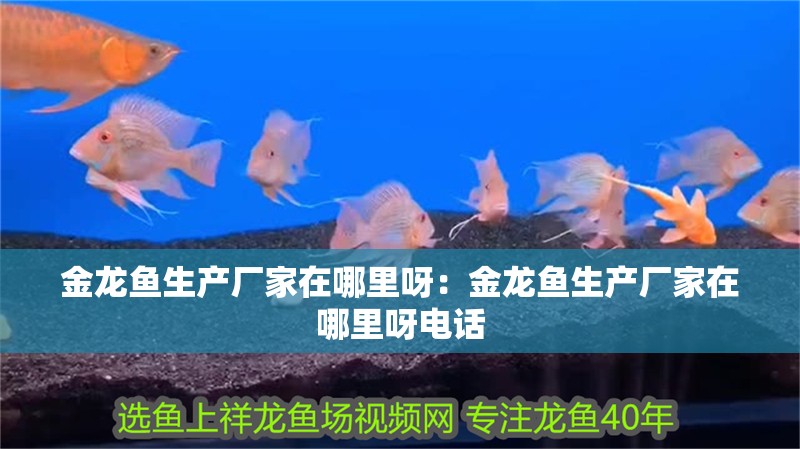 金龍魚生產廠家在哪里呀：金龍魚生產廠家在哪里呀電話