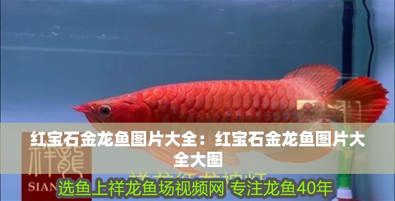 紅寶石金龍魚圖片大全：紅寶石金龍魚圖片大全大圖