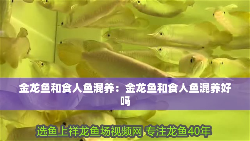 豬鼻龜犯法不(豬鼻龜飼養(yǎng)違法嗎)