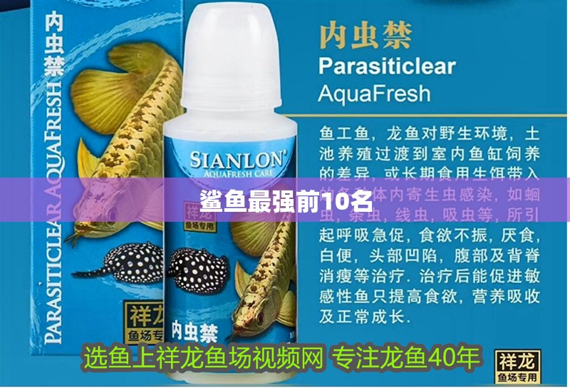 鯊魚最強前10名