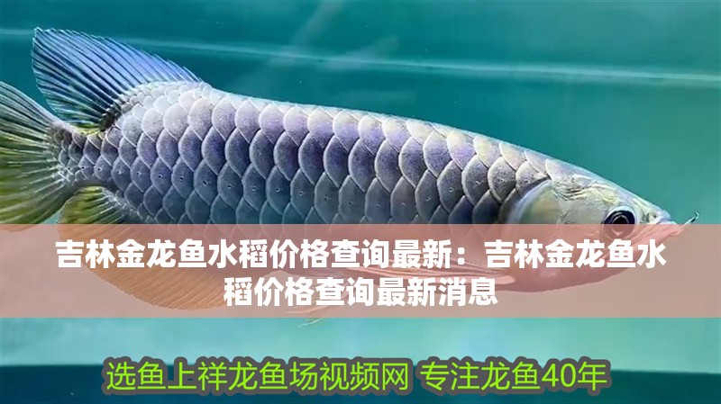 吉林金龍魚水稻價格查詢最新：吉林金龍魚水稻價格查詢最新消息