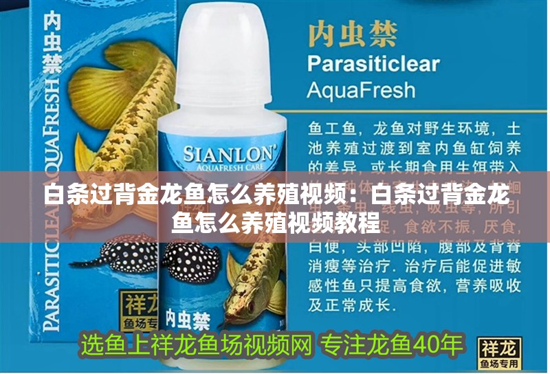白條過背金龍魚怎么養殖視頻：白條過背金龍魚怎么養殖視頻教程
