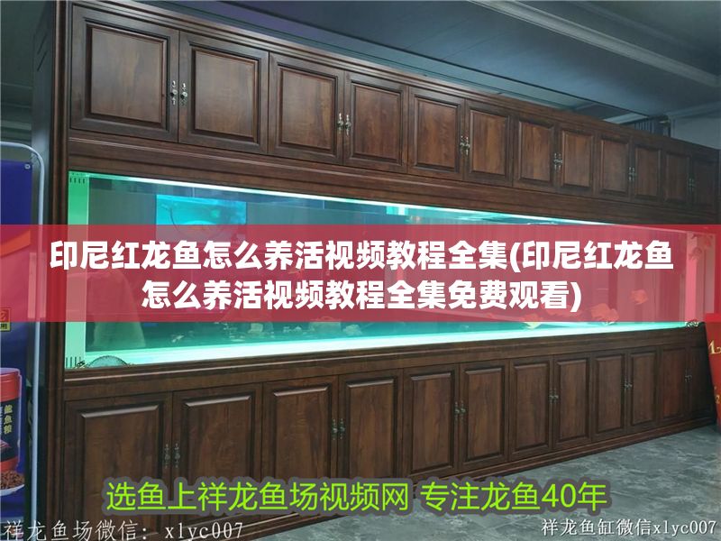 印尼紅龍魚怎么養活視頻教程全集(印尼紅龍魚怎么養活視頻教程全集免費觀看)