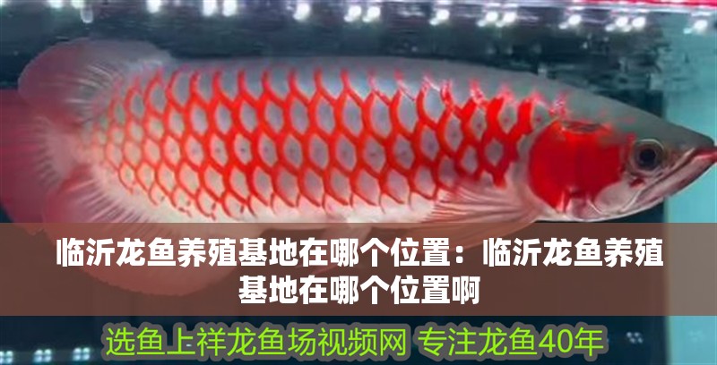 臨沂龍魚養(yǎng)殖基地在哪個(gè)位置：臨沂龍魚養(yǎng)殖基地在哪個(gè)位置啊