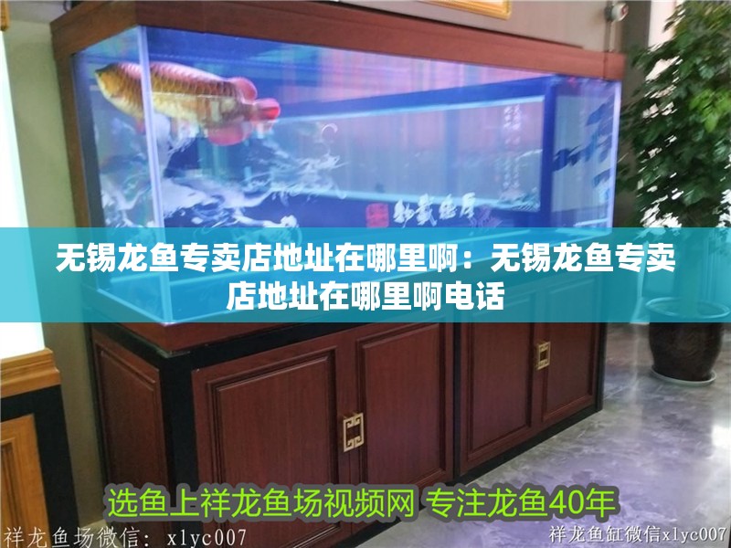 無錫龍魚專賣店地址在哪里啊：無錫龍魚專賣店地址在哪里啊電話
