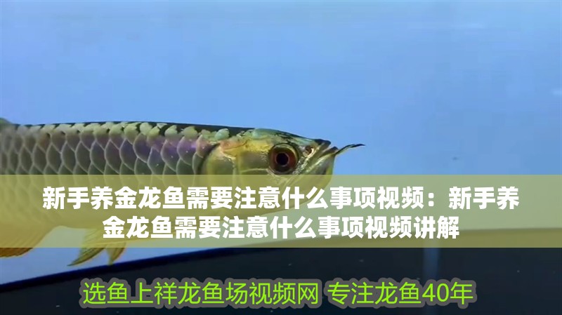 豬鼻龜公的貴還是母的貴(豬鼻龜公母哪個好看)