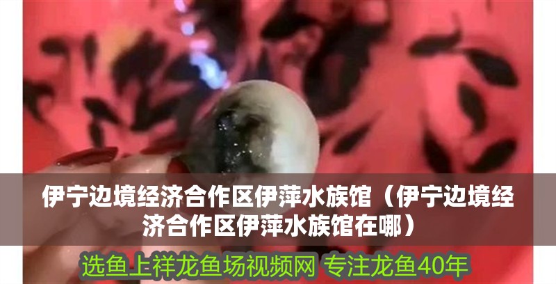 伊寧邊境經(jīng)濟(jì)合作區(qū)伊萍水族館（伊寧邊境經(jīng)濟(jì)合作區(qū)伊萍水族館在哪）