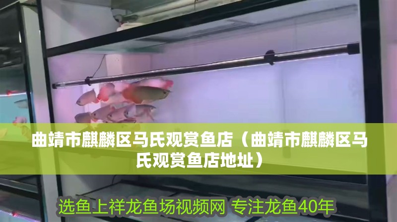 曲靖市麒麟區馬氏觀賞魚店（曲靖市麒麟區馬氏觀賞魚店地址）
