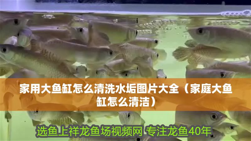 家用大魚缸怎么清洗水垢圖片大全(家庭大魚缸怎么清潔) 虎魚百科 第1張 家用大魚缸怎么清洗水垢圖片大全(家庭大魚缸怎么清潔) 家用大魚缸怎么清洗水垢圖片大全(家庭大魚缸怎么清潔) 虎魚百科 第1張