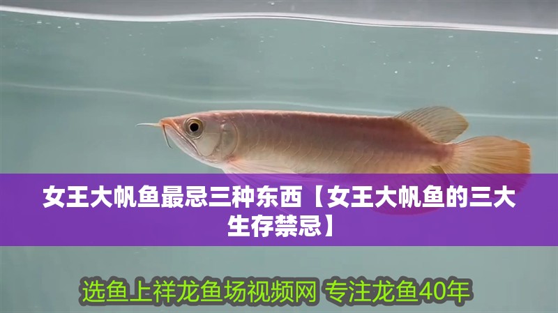 女王大帆魚最忌三種東西【女王大帆魚的三大生存禁忌】