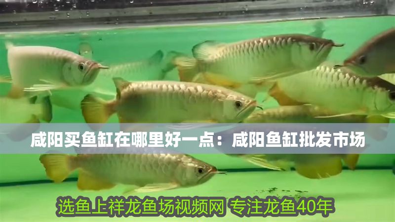 咸陽(yáng)買魚缸在哪里好一點(diǎn)：咸陽(yáng)魚缸批發(fā)市場(chǎng)