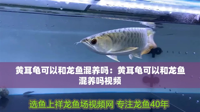 黃耳龜可以和龍魚混養嗎：黃耳龜可以和龍魚混養嗎視頻