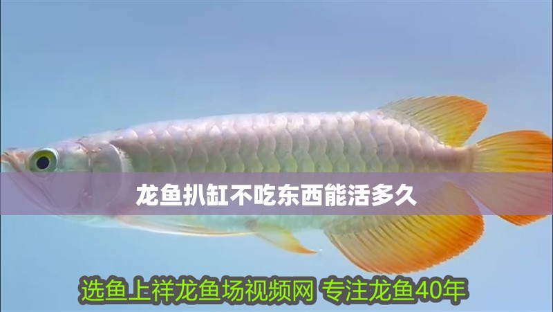 龍魚扒缸不吃東西能活多久