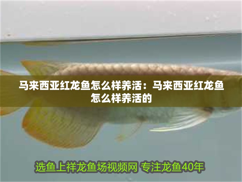 馬來西亞紅龍魚怎么樣養(yǎng)活：馬來西亞紅龍魚怎么樣養(yǎng)活的