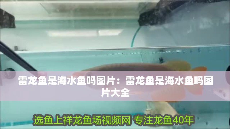 雷龍魚是海水魚嗎圖片：雷龍魚是海水魚嗎圖片大全