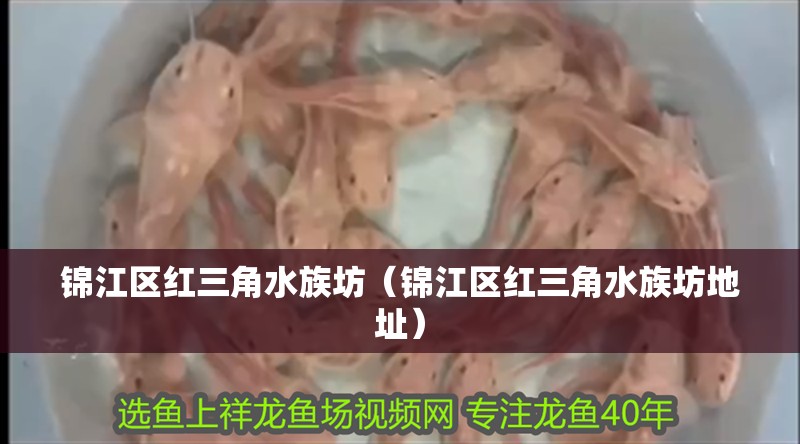 錦江區(qū)紅三角水族坊（錦江區(qū)紅三角水族坊地址）