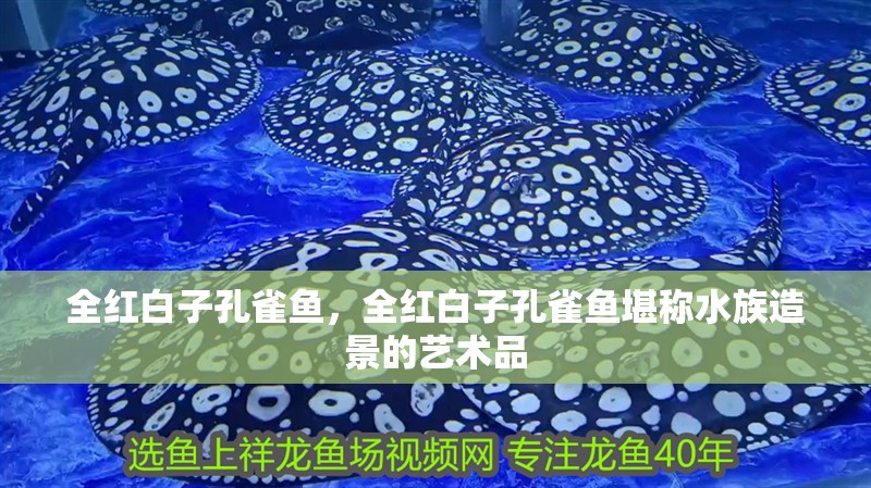 全紅白子孔雀魚，全紅白子孔雀魚堪稱水族造景的藝術品