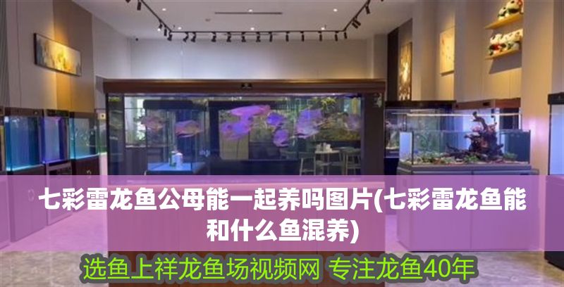 七彩雷龍魚公母能一起養嗎圖片(七彩雷龍魚能和什么魚混養)