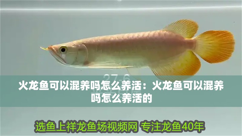 火龍魚可以混養(yǎng)嗎怎么養(yǎng)活：火龍魚可以混養(yǎng)嗎怎么養(yǎng)活的