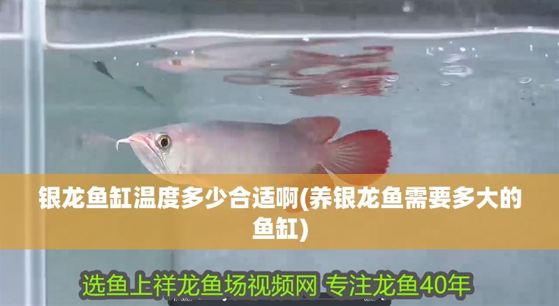 銀龍魚缸溫度多少合適啊(養(yǎng)銀龍魚需要多大的魚缸)