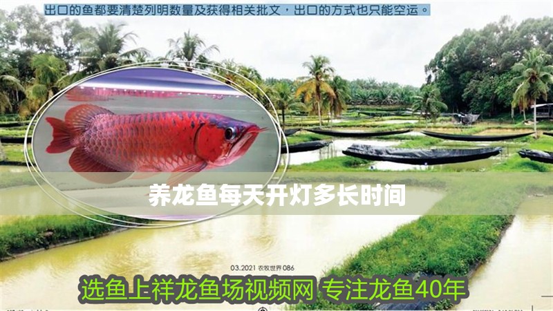 養龍魚每天開燈多長時間