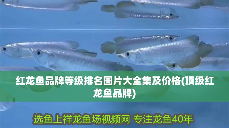 紅龍魚品牌等級排名圖片大全集及價格(頂級紅龍魚品牌)