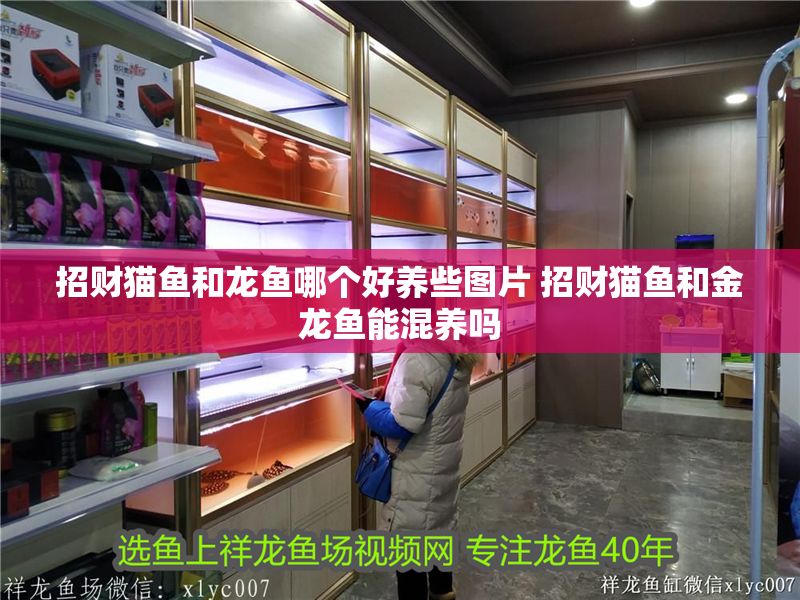 招財貓魚和龍魚哪個好養些圖片 招財貓魚和金龍魚能混養嗎