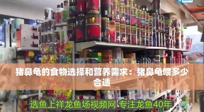 豬鼻龜的食物選擇和營養需求：豬鼻龜喂多少合適