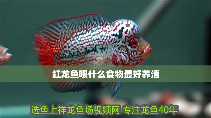 紅龍魚喂什么食物最好養活