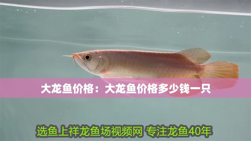 大龍魚價格：大龍魚價格多少錢一只
