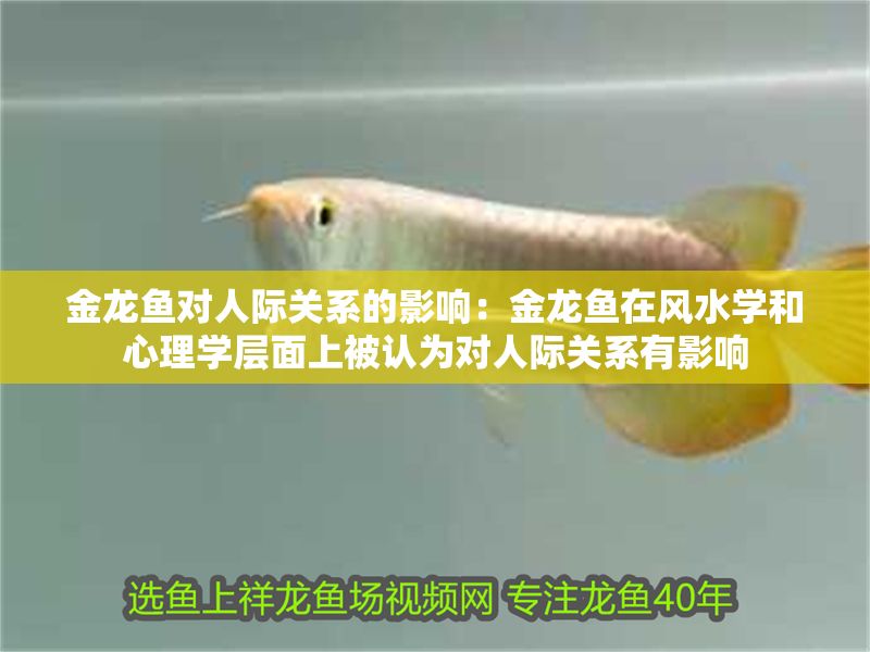 金龍魚對人際關系的影響：金龍魚在風水學和心理學層面上被認為對人際關系有影響 金龍魚對人際關系的影響：金龍魚在風水學和心理學層面上被認為對人際關系有影響 金龍魚百科 第1張