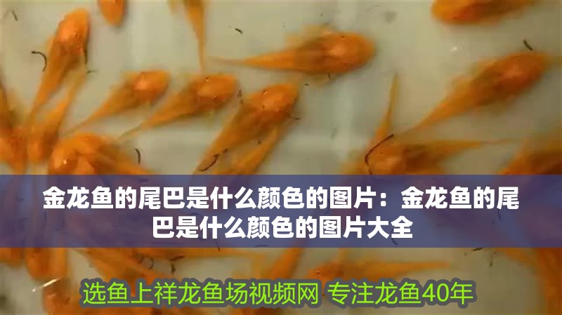金龍魚的尾巴是什么顏色的圖片：金龍魚的尾巴是什么顏色的圖片大全