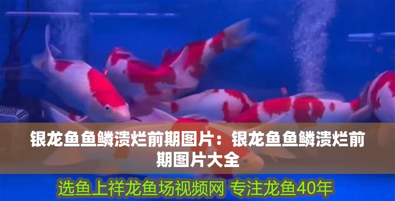 銀龍魚魚鱗潰爛前期圖片：銀龍魚魚鱗潰爛前期圖片大全