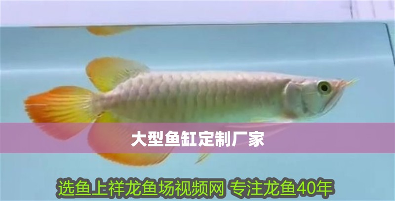 大型魚缸定制廠家 龍魚百科 第1張 大型魚缸定制廠家 大型魚缸定制廠家 龍魚百科 第1張