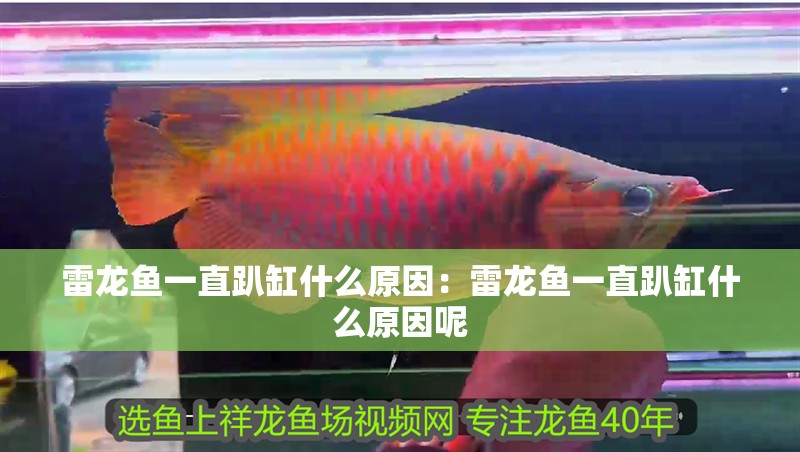 雷龍魚一直趴缸什么原因：雷龍魚一直趴缸什么原因呢