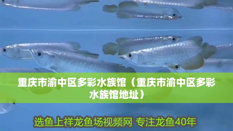 重慶市渝中區(qū)多彩水族館（重慶市渝中區(qū)多彩水族館地址）