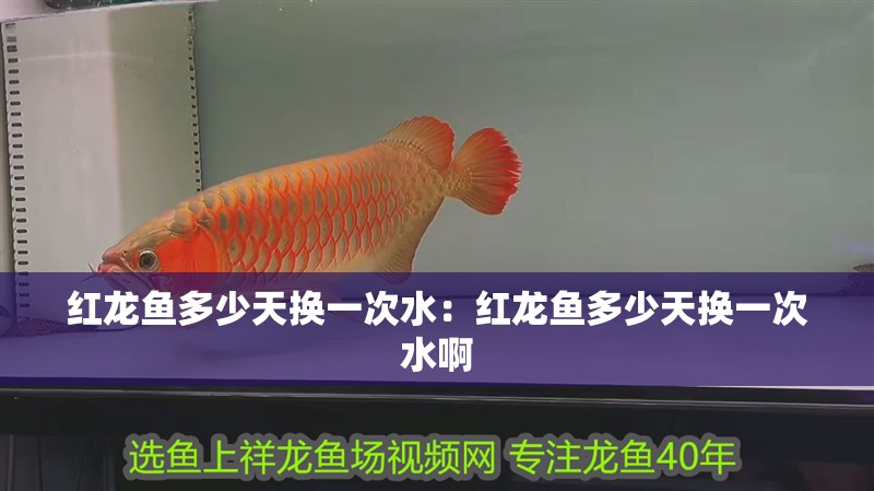 紅龍魚多少天換一次水：紅龍魚多少天換一次水啊