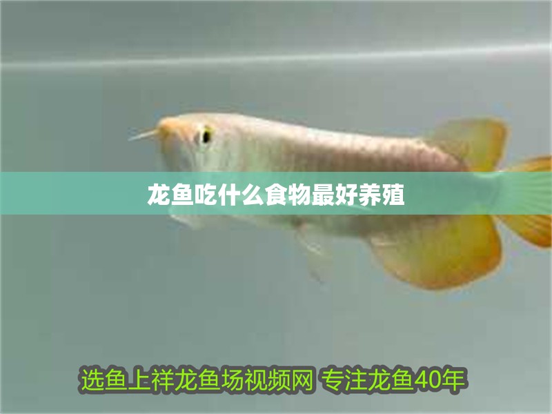 龍魚吃什么食物最好養(yǎng)殖