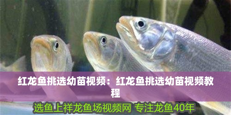 紅龍魚挑選幼苗視頻：紅龍魚挑選幼苗視頻教程